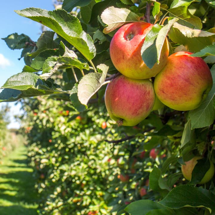 Cortland Apple by Growing Home Farms