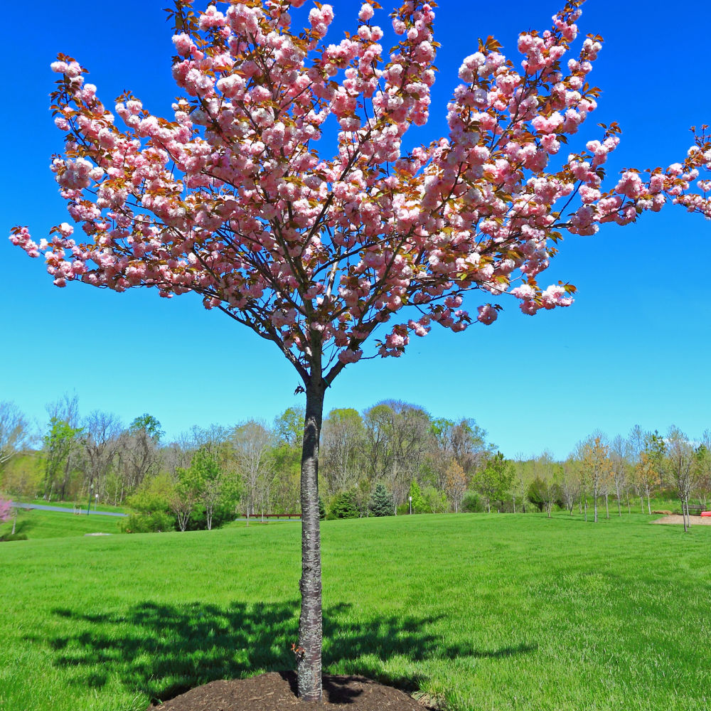 Red Haven Peach by Growing Home Farms