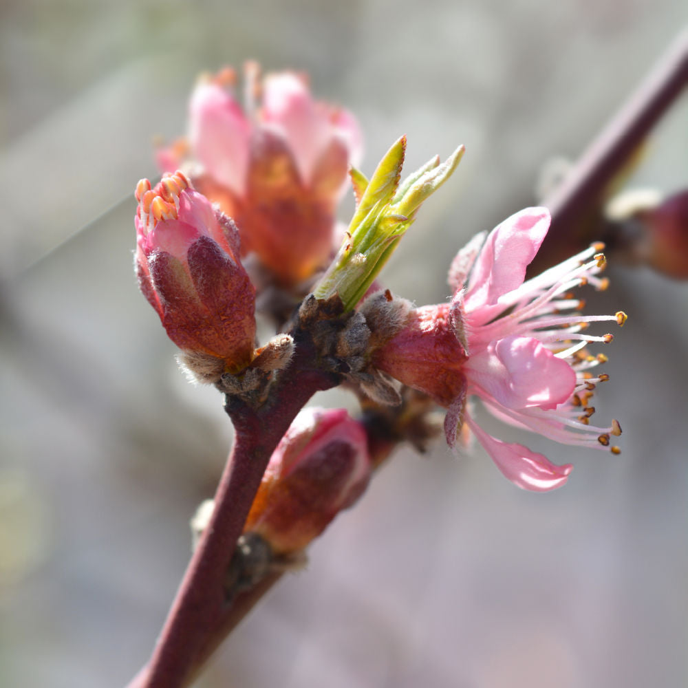 Red Haven Peach by Growing Home Farms
