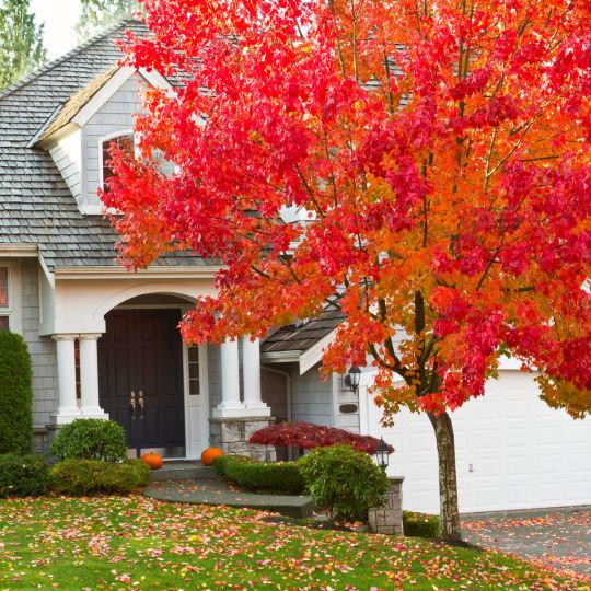 Red Maple | Shade Tree by Growing Home Farms
