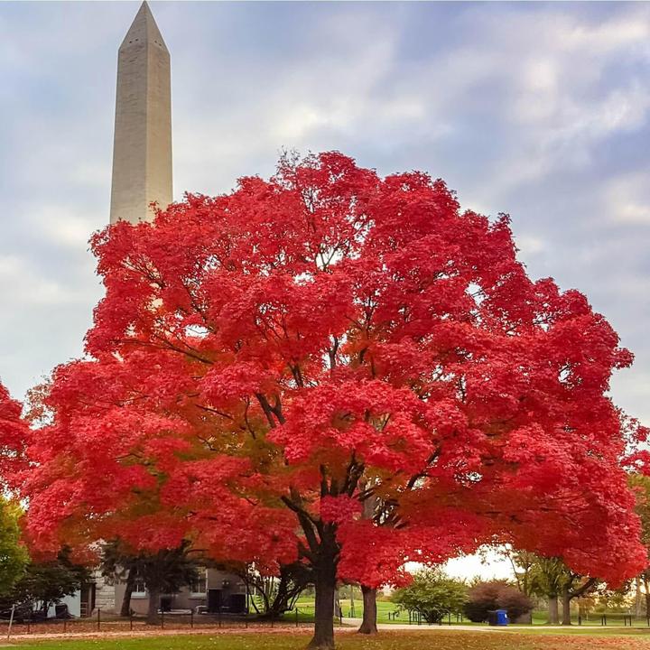 Red Maple | Shade Tree by Growing Home Farms