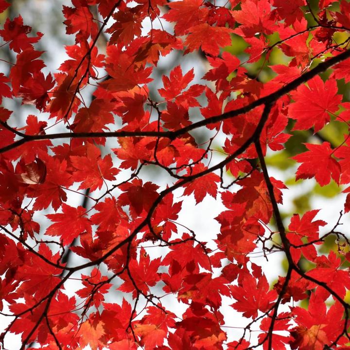 Red Maple | Shade Tree by Growing Home Farms