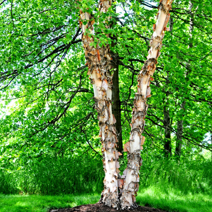 River Birch | Shade Trees by Growing Home Farms