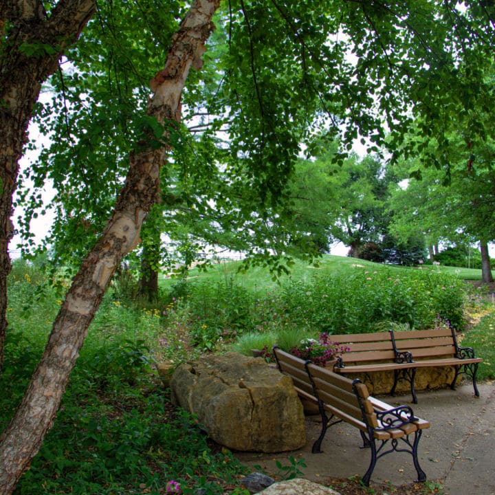 River Birch | Shade Trees by Growing Home Farms