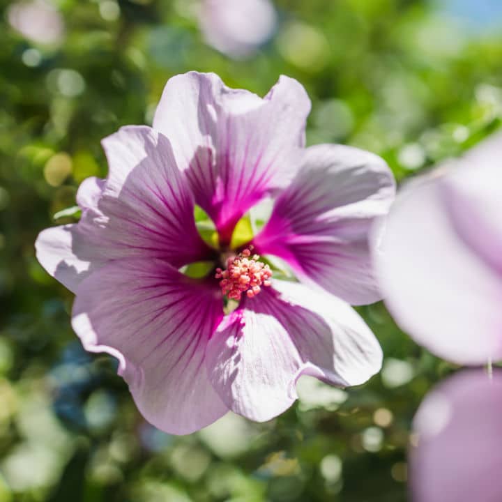 Aphrodite Rose of Sharon | Shop Shrubs by Growing Home Farms