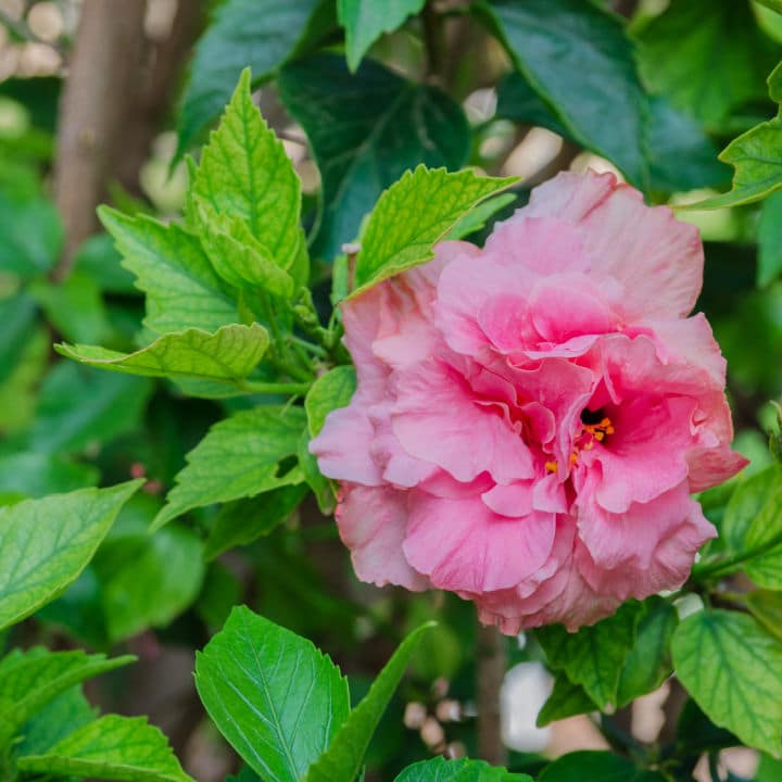 Rose of Sharon Ardens | Shop Shrubs by Growing Home Farms