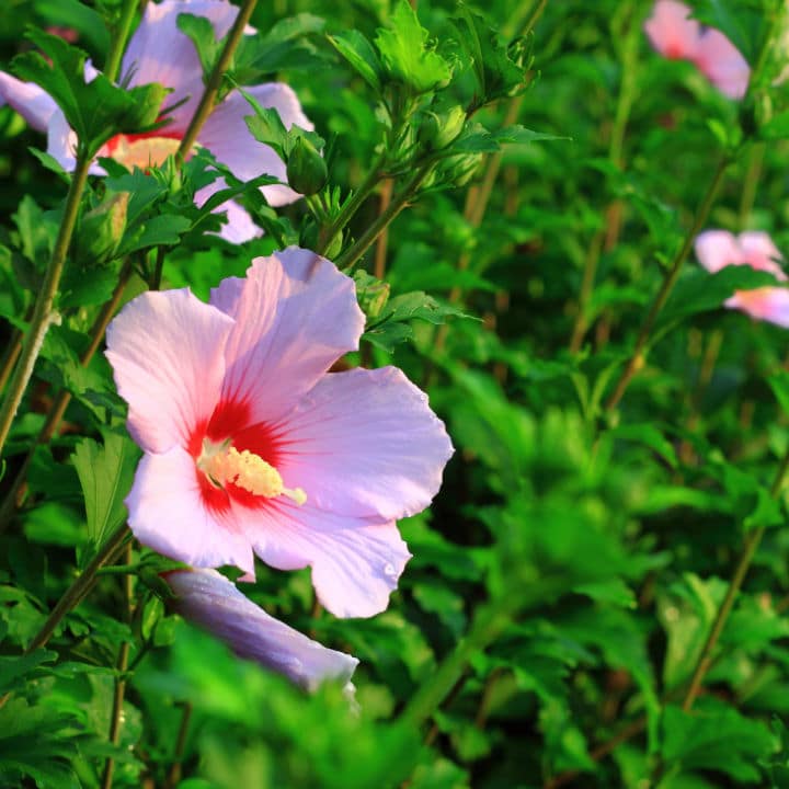 Rose of Sharon Minerva | Shop Shrubs by Growing Home Farms