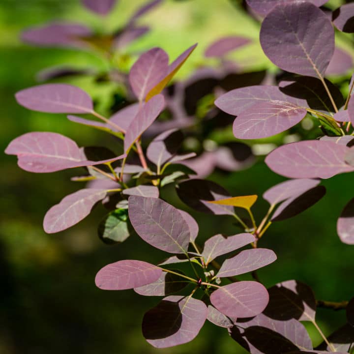 Royal Purple Smoketree | Shop Shrubs by Growing Home Farms