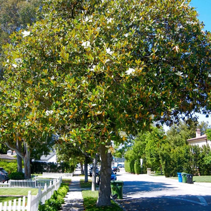 Southern Magnolia by Growing Home Farms