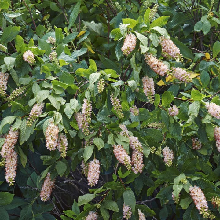 Summer Sweet Clethra | Shop Shrubs by Growing Home Farms