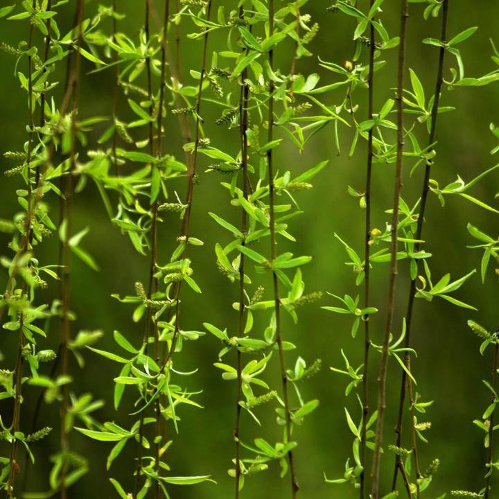 Weeping Willow by Growing Home Farms