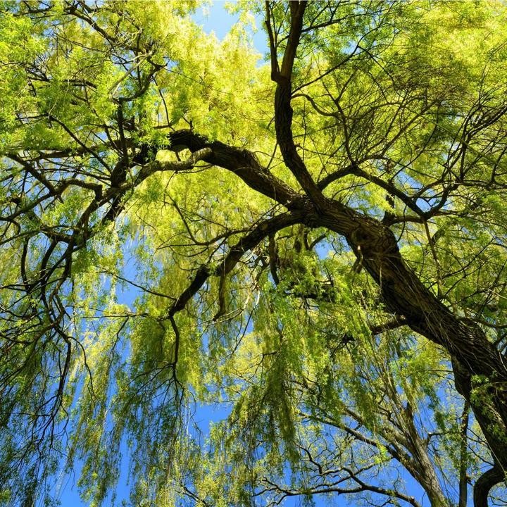 Weeping Willow by Growing Home Farms