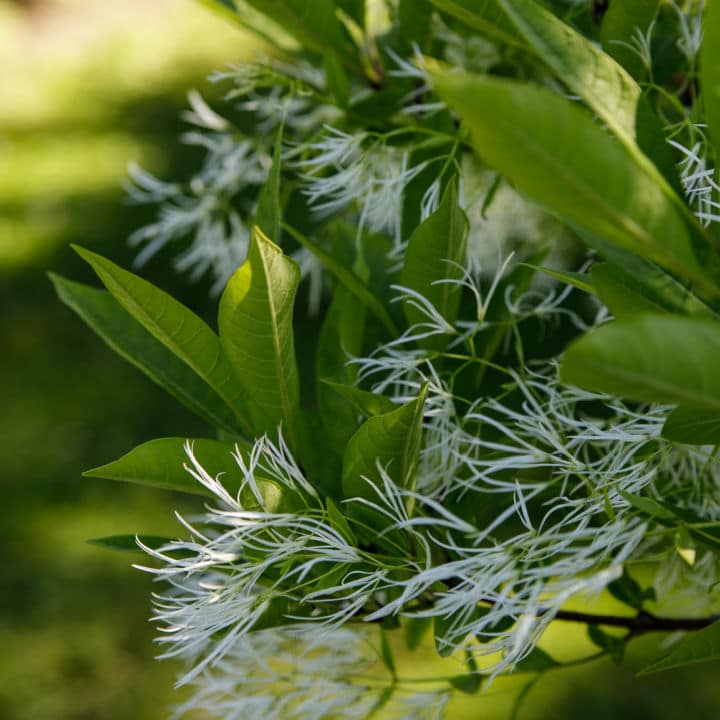 White Fringetree by Growing Home Farms