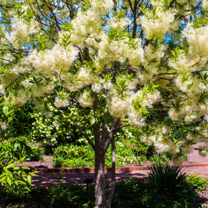 White Fringetree by Growing Home Farms