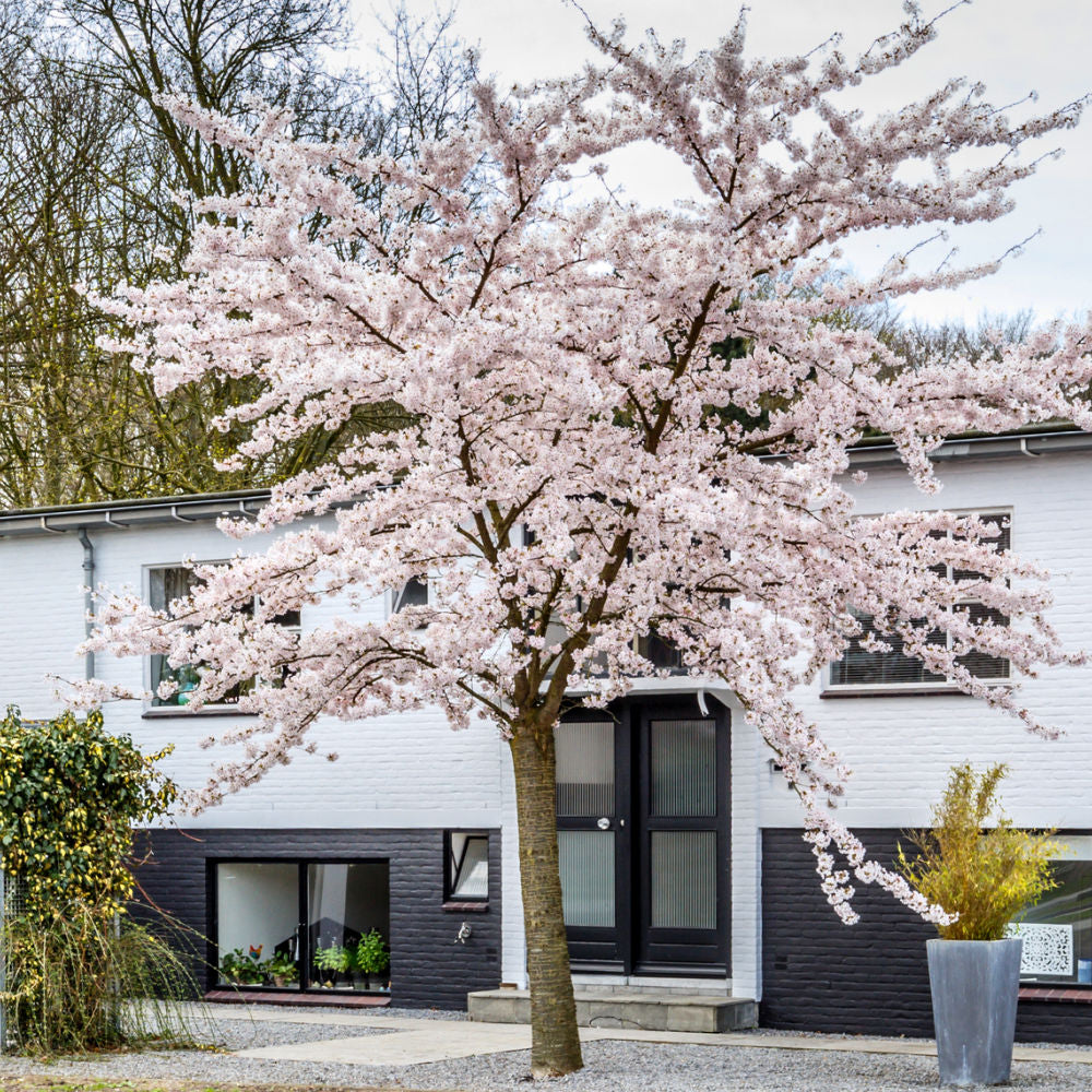 Autumnalis Flowering Cherry | Flowering Tree by Growing Home Farms