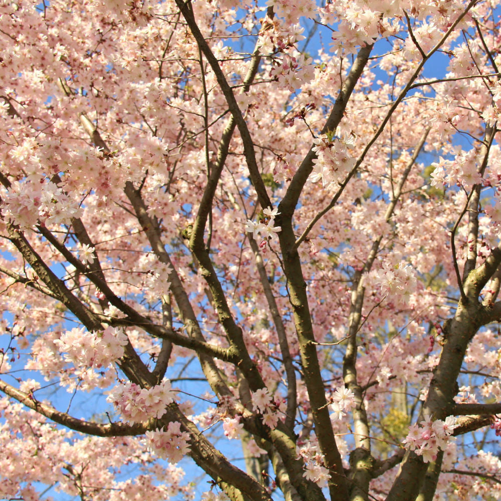 Autumnalis Flowering Cherry | Flowering Tree by Growing Home Farms