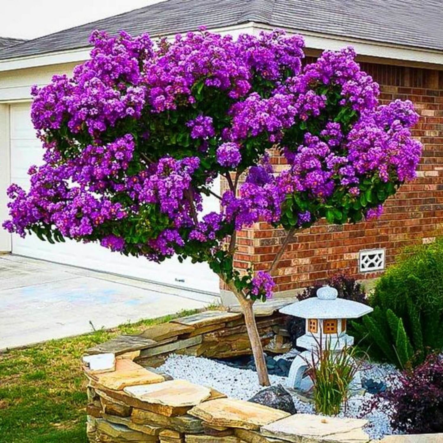 Catawba Crape Myrtle | Flowering Tree by Growing Home Farms