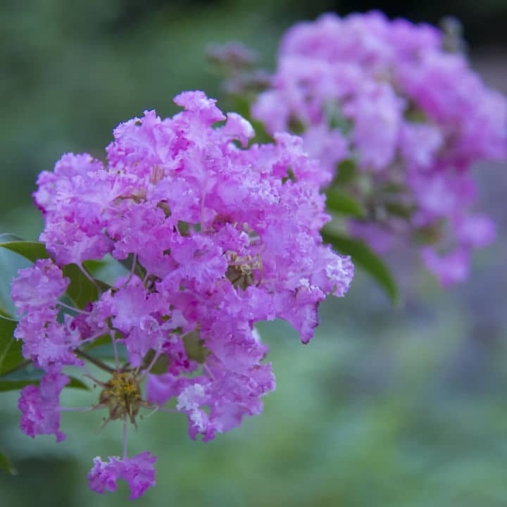Catawba Crape Myrtle | Flowering Tree by Growing Home Farms