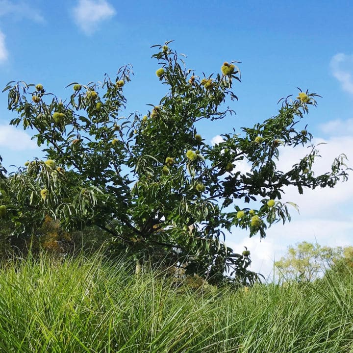 American Chestnut (Hybrid) | Shade Tree by Growing Home Farms