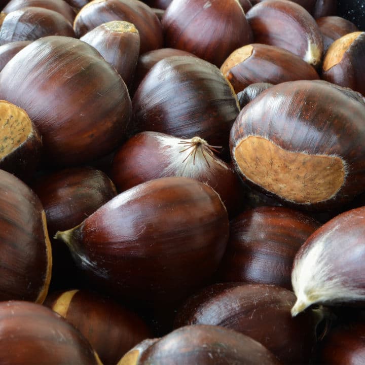 American Chestnut (Hybrid) | Shade Tree by Growing Home Farms