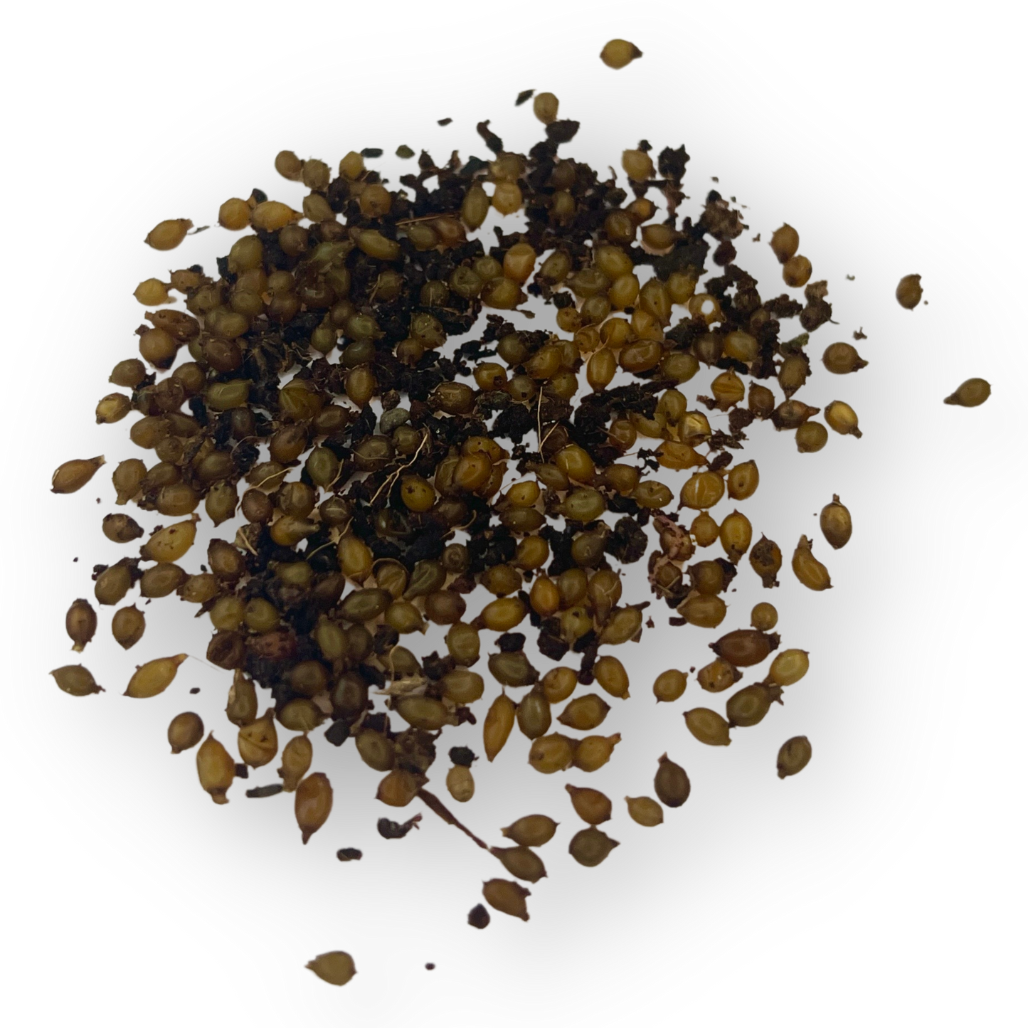 Red Wiggler Worm Cocoons by Elm Dirt