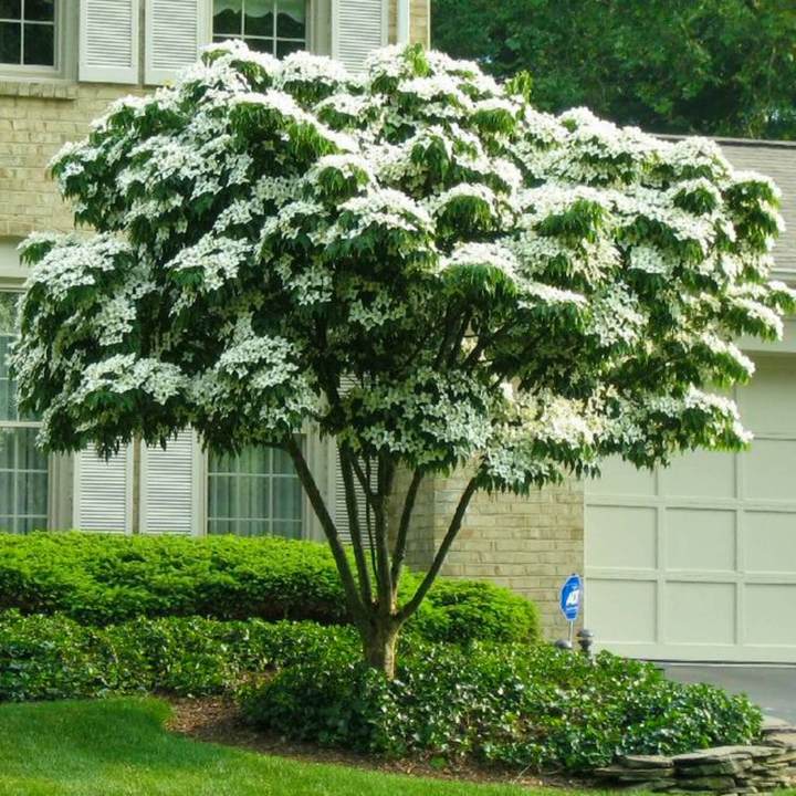 Kousa Dogwood by Growing Home Farms