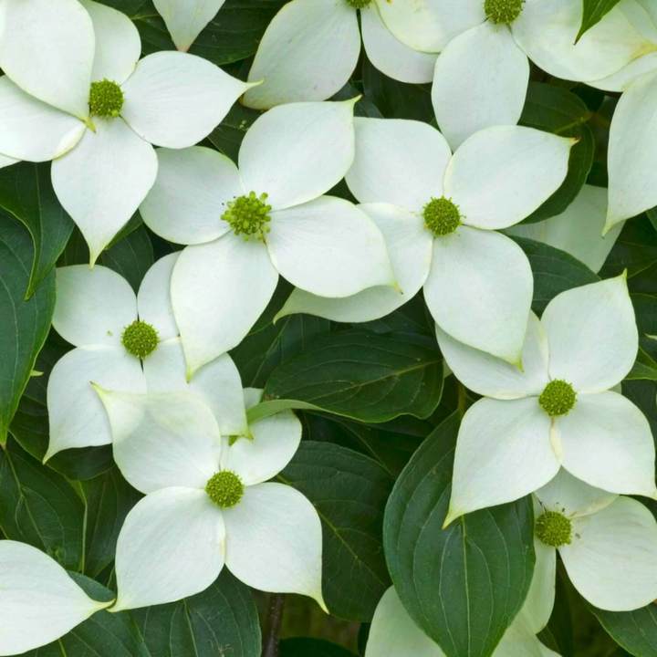 Kousa Dogwood by Growing Home Farms