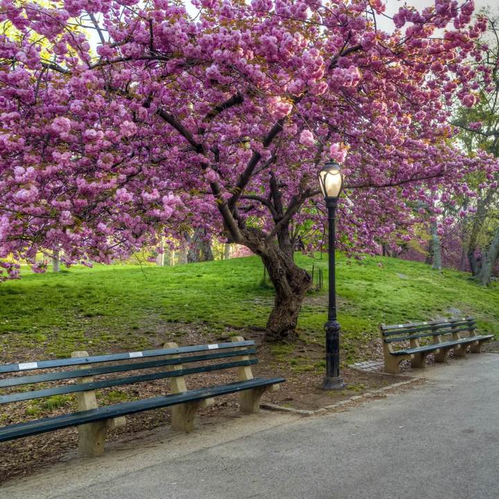 Kwanzan Flowering Cherry by Growing Home Farms