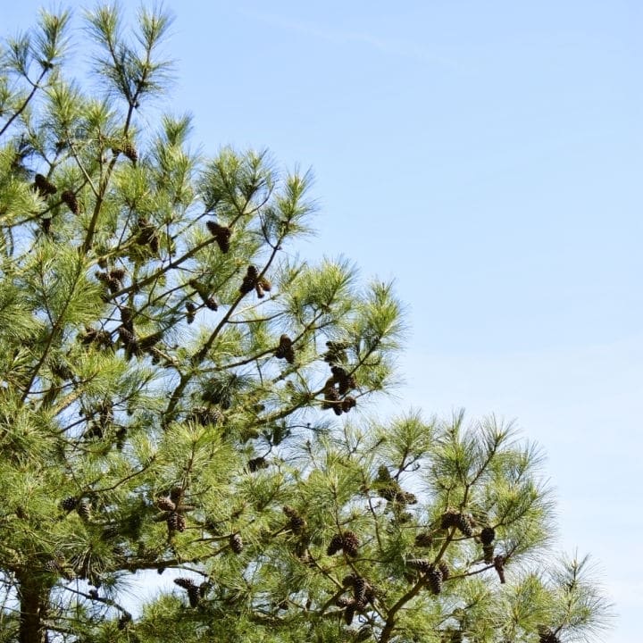 Loblolly Pine by Growing Home Farms