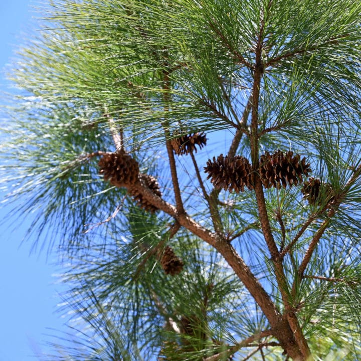 Loblolly Pine by Growing Home Farms
