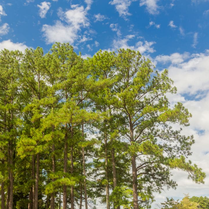 Loblolly Pine by Growing Home Farms