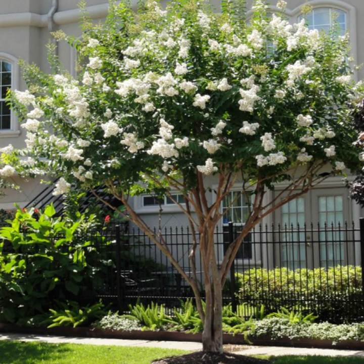 Natchez Crape Myrtle | Flowering Tree by Growing Home Farms