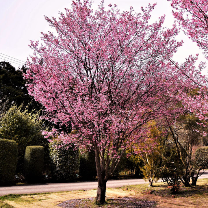 Okame Flowering Cherry | Flowering Tree by Growing Home Farms