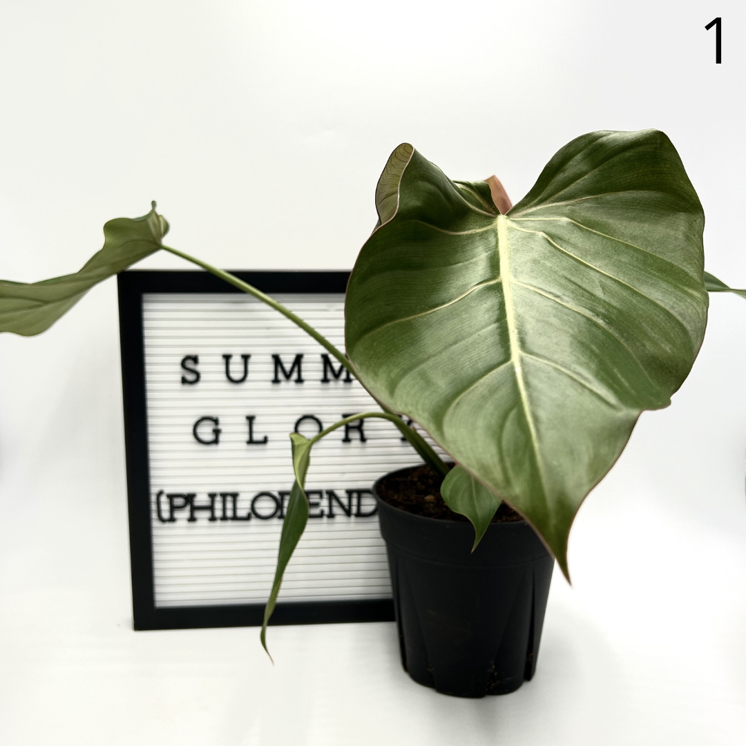 Summer Glory Philodendron by Elm Dirt