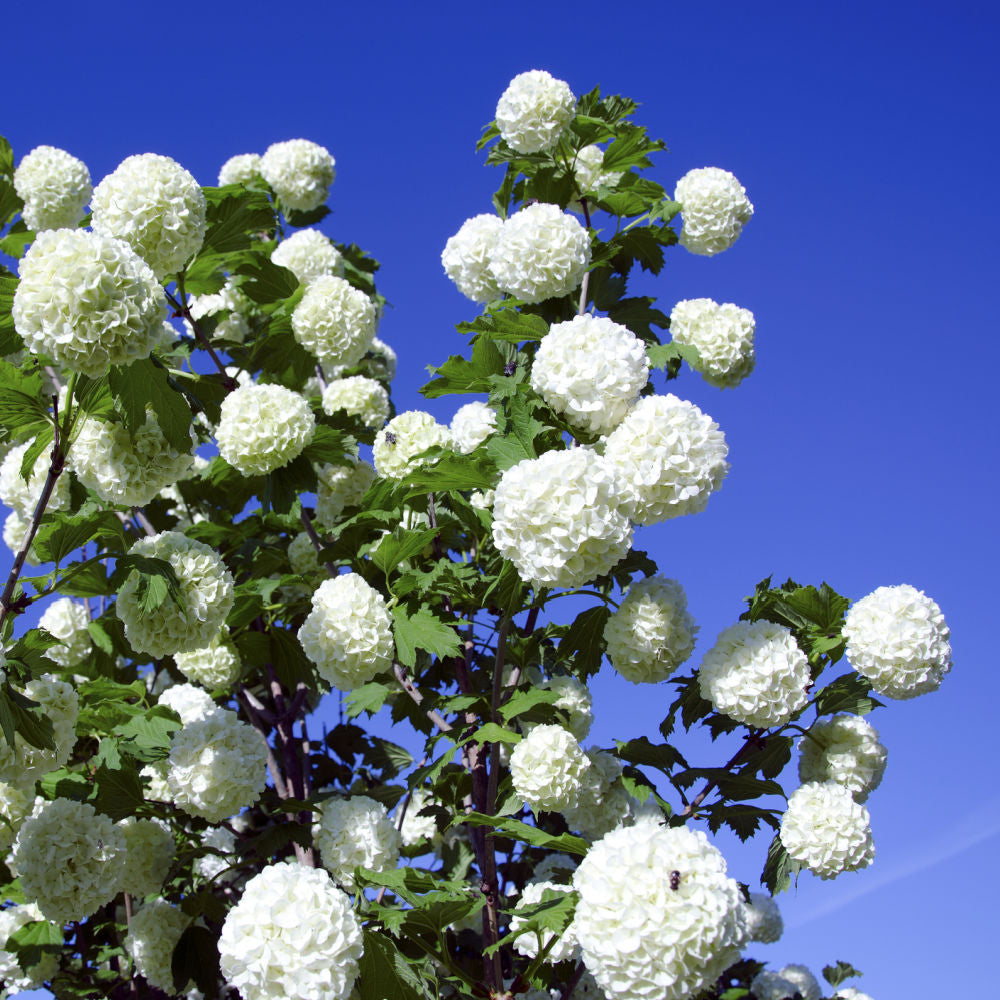 Snowball Viburnum by Growing Home Farms