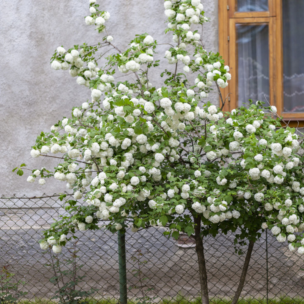 Snowball Viburnum by Growing Home Farms