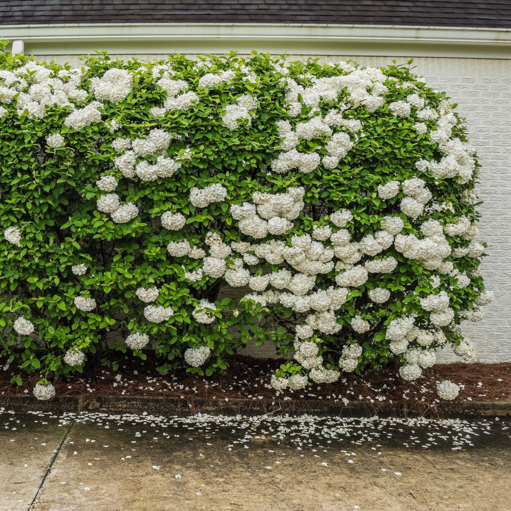 Snowball Viburnum by Growing Home Farms