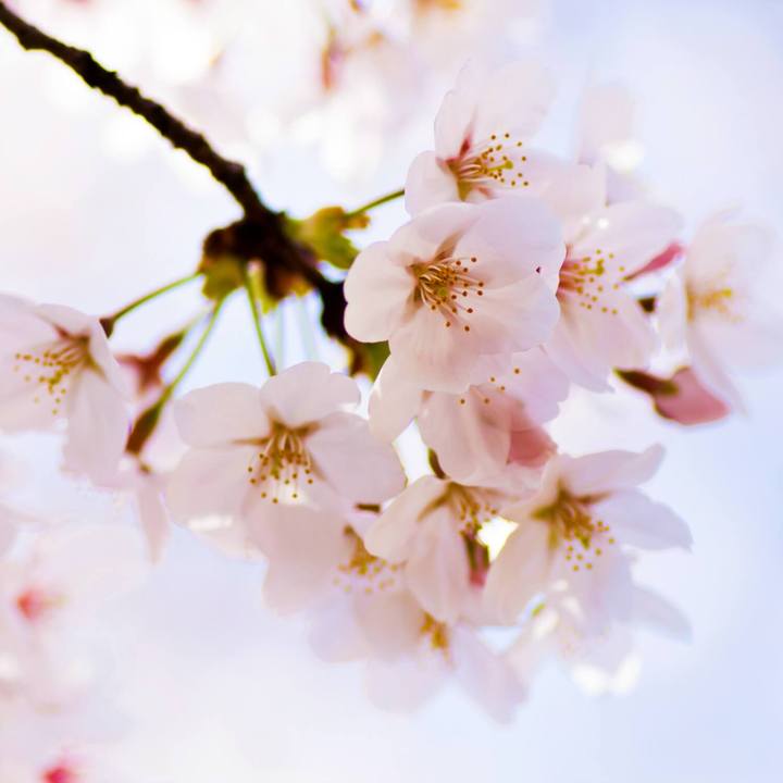 Yoshino Flowering Cherry (Japanese Flowering Cherry) by Growing Home Farms