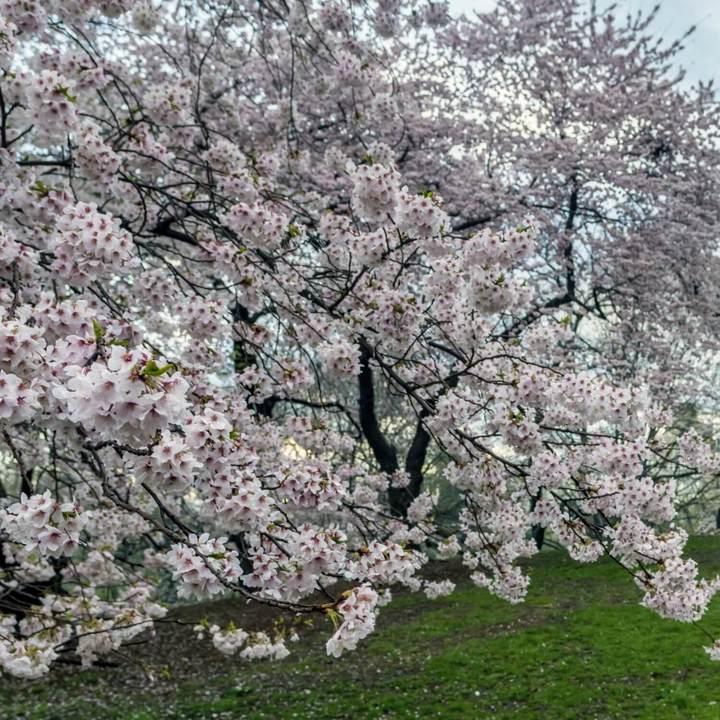 Yoshino Flowering Cherry (Japanese Flowering Cherry) by Growing Home Farms