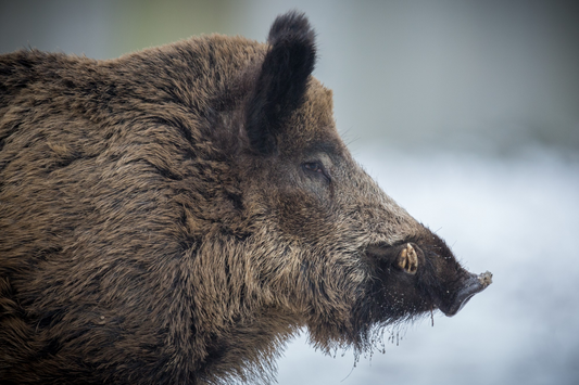 wild hog deterrent