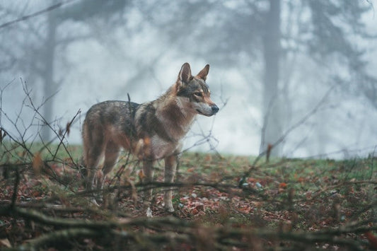 Does coyote urine attract coyotes