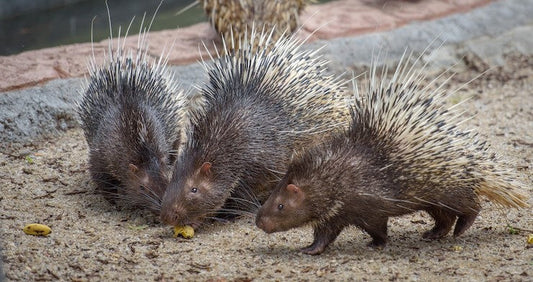 how to get rid of porcupines