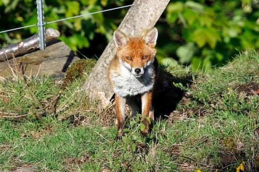 fox repellent