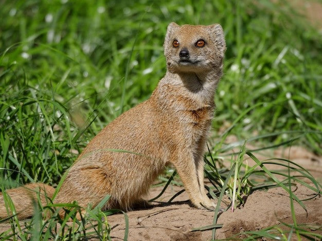 how to get rid of weasels