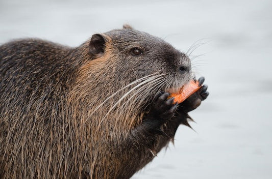 beaver repellent