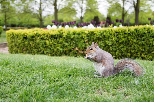 what is the best squirrel repellent