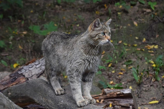 does coyote urine repel cats