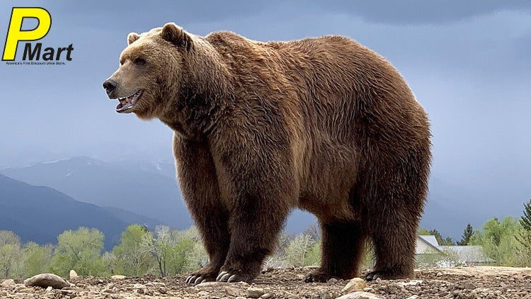 how to repel a bear
