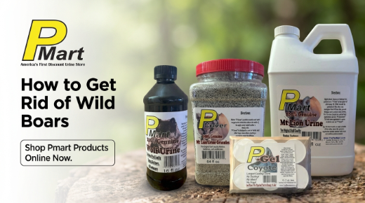 How to get rid of wild boars