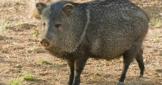 how to get rid of javelinas